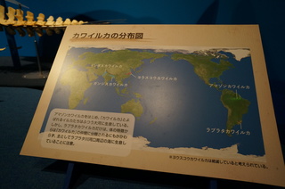 国立科学博物館@アマゾン川の生き物展、世界のカワイルカの分布図