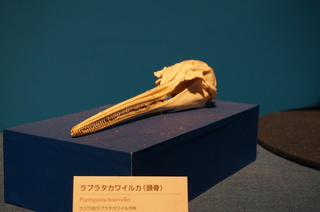 国立科学博物館@アマゾン川の生き物展、ラプラタカワイルカの頭骨(Pontoporia brainvillei)