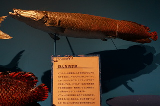 国立科学博物館@アマゾン川の生き物展、巨大な淡水魚、ピラルクー