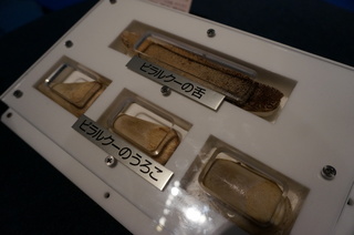 国立科学博物館@アマゾン川の生き物展、巨大な淡水魚、ピラルクーの鱗と舌の標本