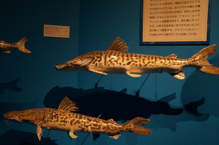 国立科学博物館@アマゾン川の生き物展、巨大な淡水魚、ナマズ、キャッとフィッシュの標本