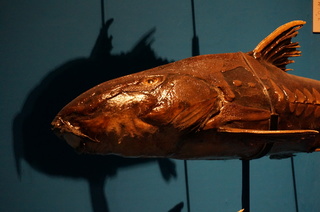 国立科学博物館@アマゾン川の生き物展、巨大な淡水魚、オキシドラスの頭部