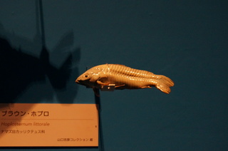 国立科学博物館@ナマズ類の宝庫アマゾン、ブラウン・ホプロ