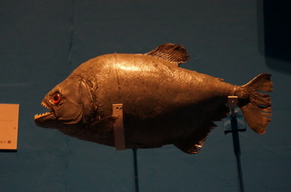 国立科学博物館@アマゾン川の生き物展、ブラック・ピラニア