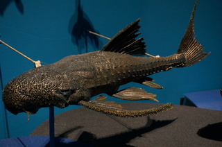 国立科学博物館@ナマズ類の宝庫アマゾン、ガリバー・プレコ