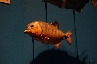 国立科学博物館@アマゾン川の生き物展、ピラニア・ナッテリー