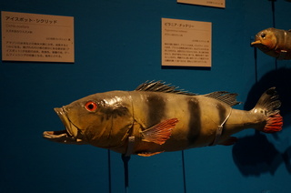 国立科学博物館@アマゾン川の生き物展、アイスポット・シクリッド