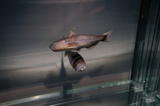 国立科学博物館@アマゾン川の生き物展、ブルーカンディル