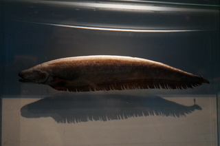 国立科学博物館@アマゾン川の生き物展、ドルフィンナイフ(Parapteronotus hasemani)