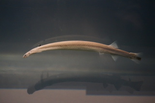 国立科学博物館@アマゾン川の生き物展、ヴァンデリアの一種