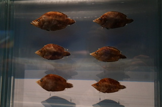 国立科学博物館@アマゾン川の生き物展、アマゾン・リーフフィッシュ