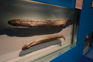 国立科学博物館@アマゾン川の生き物展、ミナミアメリカハイギョ