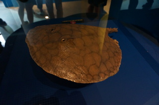 国立科学博物館@アマゾン川の生き物展、ポタモトリゴンの一種(淡水エイ)