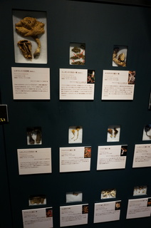 国立科学博物館@アマゾンの菌類の標本