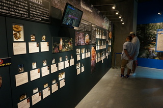 国立科学博物館@アマゾンの菌類の標本