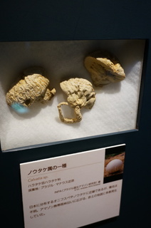 国立科学博物館@アマゾンの菌類の標本、ノウタケ属の一種