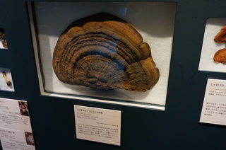 国立科学博物館@アマゾンの菌類の標本、コフキサルノコシカケの仲間