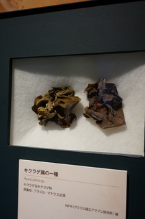 国立科学博物館@アマゾンの菌類の標本、キクラゲ属の一種