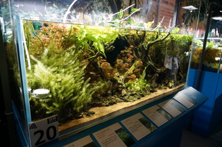 国立科学博物館、大アマゾン展@アマゾンの水草
