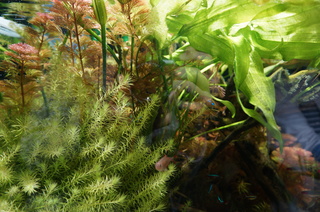 国立科学博物館、大アマゾン展@アマゾンの水草