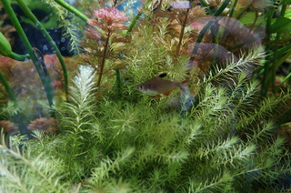 国立科学博物館、大アマゾン展@アマゾンの水草