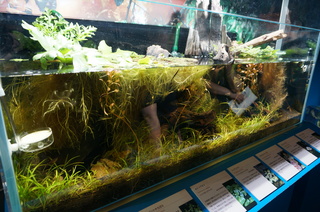 国立科学博物館、大アマゾン展@アマゾンの水草