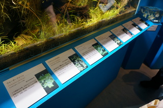 国立科学博物館、大アマゾン展@アマゾンの水草