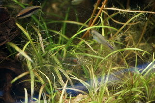 国立科学博物館、大アマゾン展@アマゾンの水草