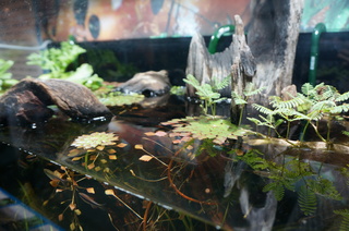 国立科学博物館、大アマゾン展@アマゾンの水草