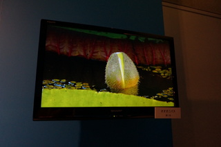 国立科学博物館、大アマゾン展@アマゾンの水草