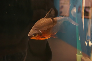 国立科学博物館、大アマゾン展@さかなクンのブース、レッドコロソマ