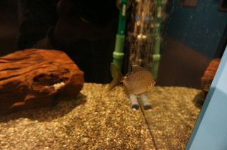 国立科学博物館、大アマゾン展@さかなクンのブース、ピラニア