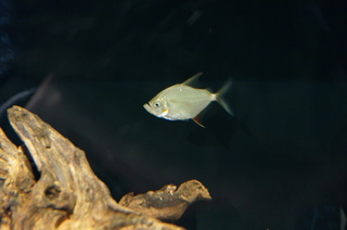 国立科学博物館、大アマゾン展@さかなクンのブース、ピラニア