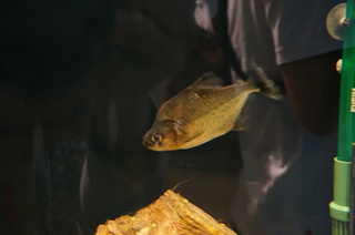 国立科学博物館、大アマゾン展@さかなクンのブース、ホワイト・ピラニア