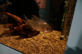 国立科学博物館、大アマゾン展@さかなクンのブース、ダイヤモンド・ピラニア