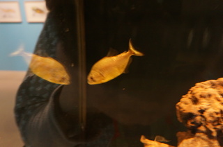 国立科学博物館、大アマゾン展@さかなクンのブース、ダイヤモンドイエロー・ピラニア