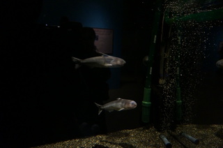 国立科学博物館、大アマゾン展@さかなクンのブース、恐怖の肉食魚、カンディル
