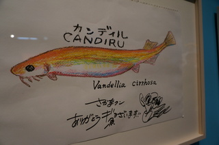 国立科学博物館、大アマゾン展@さかなクンのブース