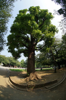 上板橋の平和公園をNEX-5Tと魚眼レンズで撮影