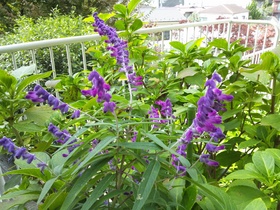 板橋区上板橋、前野町付近の公園の花