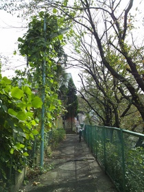 板橋区上板橋、前野町の公園付近