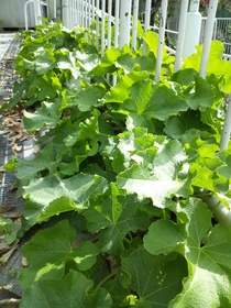 板橋区上板橋、前野町の公園付近