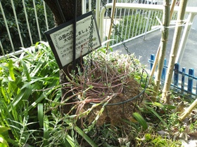 板橋区上板橋、前野町の公園の花