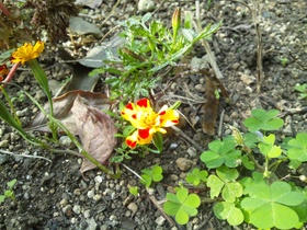 板橋区上板橋、前野町の公園の花