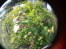 板橋区、前野町付近