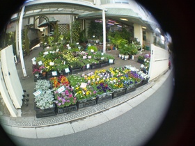 板橋区立エコポリスセンター前の花屋