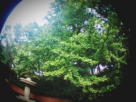 板橋区の見次公園のイチョウ