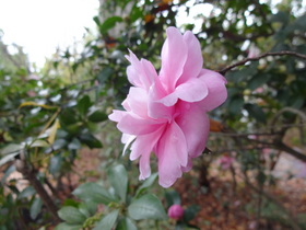 DSC-QX10で花をテスト撮影